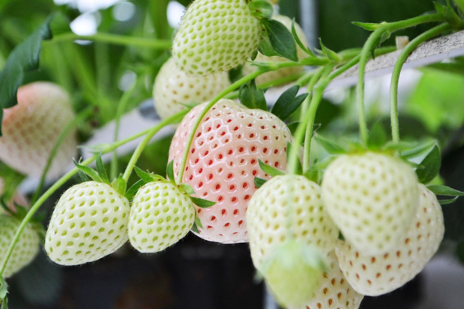 Whiteberry aardbeien 100gr. stuk 3